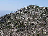 OTVHK040-742 Matorral con Agave stricta.TIF