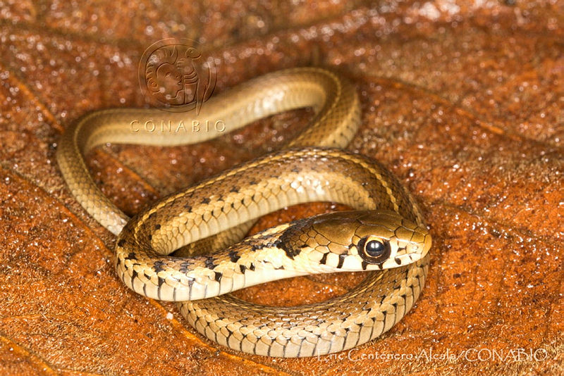 ECA0323%20Thamnophis%20godmani.jpg.iSeLrrr1MRmnQadhQA3g0JtbmFja29CbnFuZ3NAbXJ6LGtwZQA.8IIEP8XtAp