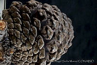 MASM03343 Pinus montezumae.jpg