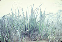 FGM3409 Lophocereus schottii.JPG