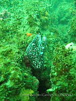 CGG0507 Gymnothorax moringa.JPG