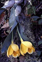 JMN0128 Prosthechea citrina.jpg