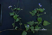 ME010 KV 02602 Salvia lasiocephala Hook. & Arn., 1838.JPG