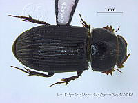 LFSMCA0084 Ataenius sp..jpg