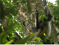 TDJOM010 Ateles geoffroyi.jpg