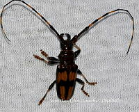 VHTH005 Trachyderes mandibularis ssp. mandibularis.JPG