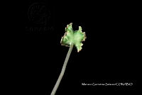 Ayotox 0180 Marchantia polymorpha.jpg