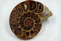 LCF0195 Gastropoda.jpg