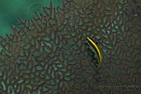 IDG1547 Halichoeres maculipinna.jpg