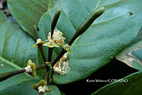 ME010 KV 00897 Capparidastrum (DC.) Hutch., 1967_.JPG