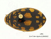 EFM0096 Thermonectus marmoratus.JPG