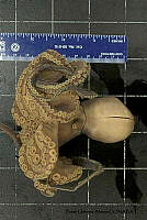 KT014 0100 Octopus bimaculatus (2).jpg