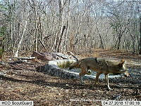 MAGB 0103 Canis latrans.JPG