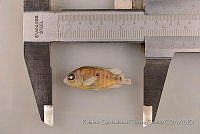 RQTG0323 Herichthys cyanoguttatus.jpg
