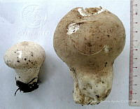 CBA0297 Lycoperdon excipuliforme.JPG