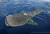 CNS0910 Rhincodon typus.jpg