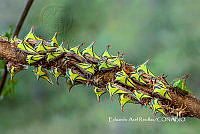 MN6F0183 Insectos espina.jpg