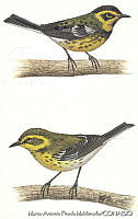 MAPM0231 Setophaga townsendi.jpg