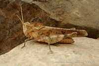 CARC0030 Orthoptera.jpg
