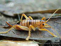 LBL0045 Camptonotus affinis.jpg