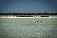 FBA0922 Phoenicopterus ruber.jpg