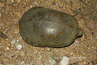 JCC0421 Trachemys venusta.JPG
