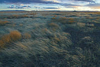 1_Pastizal de Pedemonte_Rodrigo Sierra.jpg