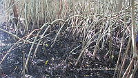 UM002 S0037 Avicennia germinans.jpg