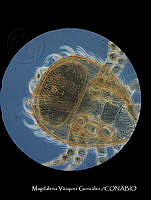 MVG 0101 Androlaelaps sp..JPG