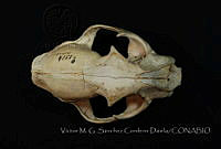 VMS-CD0045 León americano.JPG