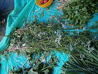 CJ0003 Coriandrum sativum.jpg