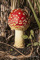 MASM07519 Amanita muscaria.jpg