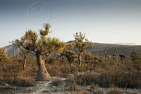 MASM00440 Beaucarnea gracilis.jpg
