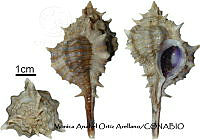 KT014 0881 Vokesimurex elenensis.JPG