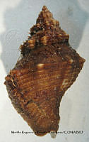 MRyRR074 Cantharus capitanea.jpg