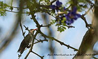 AAKVDH 0561 Leucolia violiceps.JPG