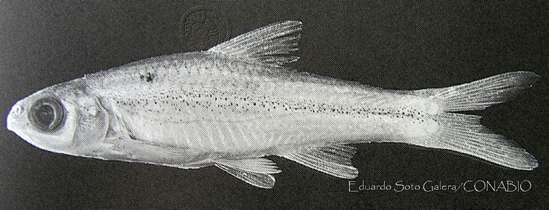 ESG0075%20Notropis%20saladonis.jpg.rSfz2tj0MRHNV5lhQA3g0JtbmFja29CbnFuZ3NAbXJ6LGtwZwA.8ZowpyLbUQ