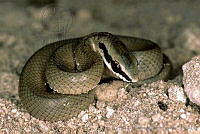 HBB0195 Conophis lineatus.jpg