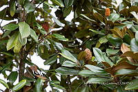 IMDOC Hong 0050 Magnolia grandiflora (1).jpg.jpg