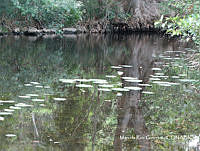 MRG-2017-123 Nymphaea elegans (MRG-30jun17-b).JPG