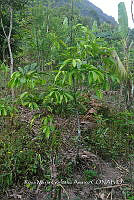 SG019 0390 Citrus limon.jpg