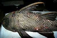 HE009 P 0142 Hypostomus punctatus.jpg