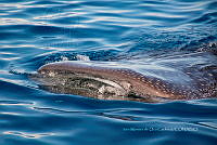 IMDOC6020 Rhincodon typus.jpg