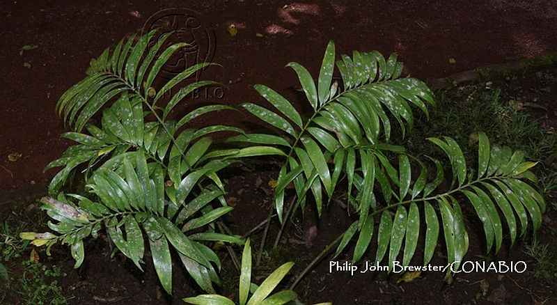 PJB%20ME014%20177%20Zamia%20polymorpha.JPG.nyfEra71MamTvcVhQA3g0JtbmFja29CbnFuZ3NAbXJ6LGtwZwA.DcmxHDbOJ1