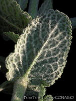 PTL1642 Mentha rotundifolia.jpg