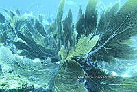 NE018 0954 Gorgonia ventalina.jpg