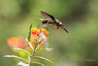 RTF039 Lophornis helenae.jpg