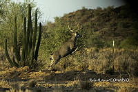 MN6F0032 Odocoileus hemionus.jpg