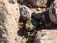 JLE0025 Scaphiopus couchii.jpg