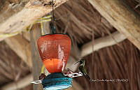 FBA0956 Doricha eliza.jpg